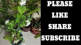 #Gardening with geet kumar English/Hindi#Mogra care, fertilizer#Shorts video.
