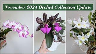 November 2024 Orchid & Hoya Collection Update | Compact Dendrobiums Blooming All Over the Place 