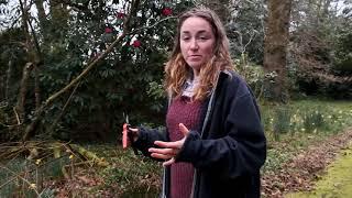 Scraping hoheria deadwood to see if alive - Burncoose Nurseries