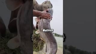 맨손 하나로 대형 메기를 낚는 천재적인 낚시법