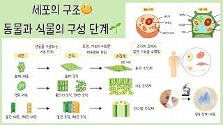 [중1 생물의 구성] 1강. 세포┃ 동물과 식물의 구성 단계