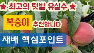 최고의 텃밭 유실수 추천 - 복숭아나무 재배 핵심포인트 # 수형잡기, 전지, 병충해 방제