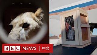 普京向平壤動物園贈送獅子和熊等70多隻動物－ BBC News 中文