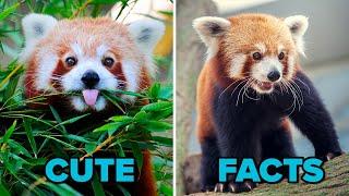 World's CUTEST Animals: The Red Panda | FACTS