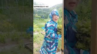 #인생썰 #텐트속의상추 #50만원가치가있을까ㅎ