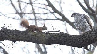 Brave Squirrel vs Goshawk