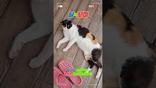 20250618달쪼꼬미213  #아기고양이,  #고양이,  #냥춘기, #cat