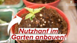 Nutzhanf/Cannabis im Garten anbauen - Das solltest du beachten