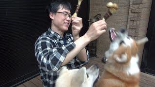 秋田犬の牛骨咀嚼音ASMR撮ろうとしたら大ゲンカになりました。