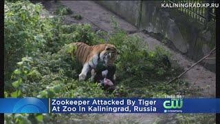 Zookeeper Attacked By Tiger In Russia