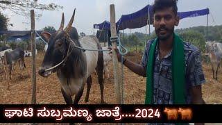 ಘಾಟಿ ಸುಬ್ರಮಣ್ಯ ಜಾತ್ರೆ....2024|part 02#halikar #indian cow #karanataka madnyam #gati #vartursanthosh