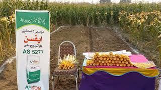 Afson Seeds Pvt. Ltd. AS_5277