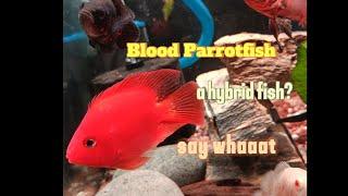 What are Blood Parrotfish? Oscar and Catfish Tankmates? COMPLETE Care +Guide Fish from Taiwan!