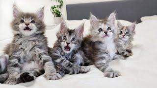 Wild and Crazy Maine Coon Kittens - 6 Weeks Old!