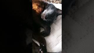 Сладкий кошачий сон#котики#shorts