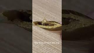 개뒷북 마라 건두부팽이버섯 먹기 #shorts #mukbang