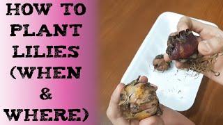 how to grow lily 如何种植百合球根 लिली कहां और कैसे उगाएं Como Cultivar Lirios Lilien pflanzen лилий