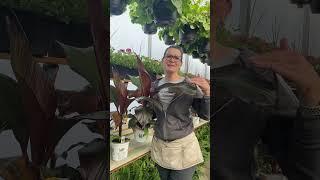 Red banana add a wonderful punch of the tropics to your container and flowerbeds #gardeningtips