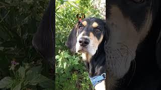 #interpup  #puppy #beaglecrew #beagle #pets #funny #dogowner #cute #love #petowner