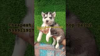 Cheapest Husky Dog Shop Delhi | Husky, Poodle, Golden Retriever | Pet 4 Dog