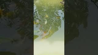 "Have You Ever Seen Koi Fish Do This?!" 110 KoiFish #FishPond #KoiPond #Mysterious #AmazingNature