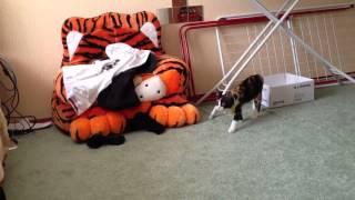 Mika the Hunting Kitten