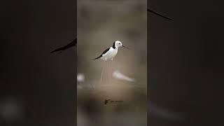 white headed stilt             #wildlifephotography #wildlifephotographer #wildlife #nature #short