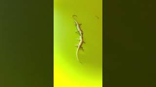 Lizards Fighting With Sound  | #short