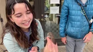 Live from Palomarin Sharp shinned hawk July 2022