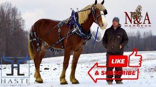 Don’t Miss Out: Affordable Belgian Draft Horse for Sale!