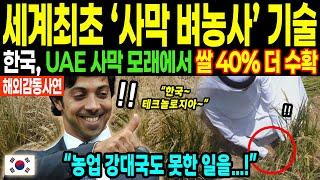 "사막 모래에 벼를 심었다고?" 세계 최초 성공한 한국, 한국보다 40% 더 수확했다는 믿기 힘든 이야기 | 해외감동사연