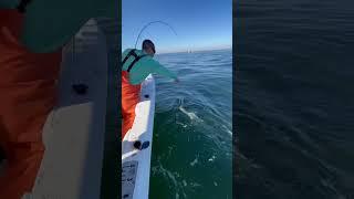 Striped bass on the flutter spoon!
