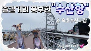 양양에 있는 “수산항”(넓은잔디+수상체험하는곳)&속초수산시장에서 간식사기