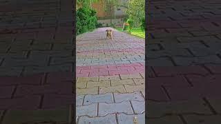 #oliver #goldenretriever#pets #dog #funny #shorts #viral