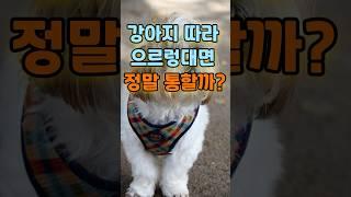 강아지 따라 으르렁대면 정말 통할까? | 강아지 으르렁거림에 따라 반응하면 생기는 일 #강아지 #dog #명언