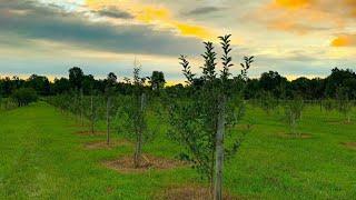 Planting 250 Apple Trees!