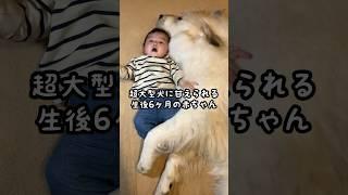 超大型犬に愛されすぎて困る赤ちゃんが可愛い　#baby #dog #greatpyrenees #癒し #赤ちゃん