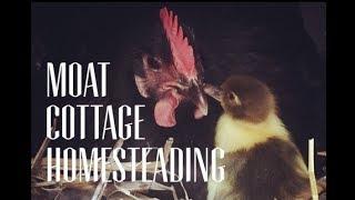 HOMESTEADING IN AUSTRALIA at Moat Cottage Homesteading - Back Yard Homestead