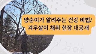 이장형님네산양삼농장  양순이와 함께 떠나는 약초여행  겨우살이 채취 성공! #양순이 #겨우살이 #강아지