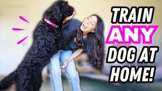 Ultimate Dog Training  STARTER GUIDE for Beginners!