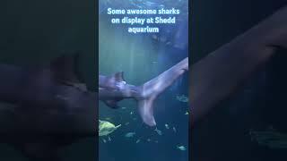 Wow the sharks at Shedd are an amazing encounter.. so many species #aquarium #shedd #sharks 