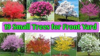 19 Best Small Trees for Front Yard | Small Colourful Trees | Colourful Trees | Plant and Planting