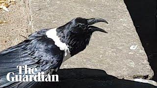 'Y'alright love': crow welcomes tourists to Yorkshire castle