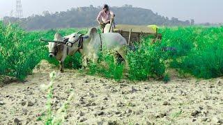 ongole bulls for sale in telangana-sand cart bulls for sale-bulls for sale in telugu-bulls for sale