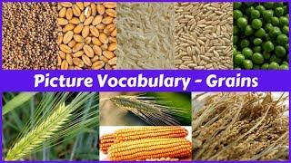 Grains names in English with pictures | Picture Dictionary | Learn Entry