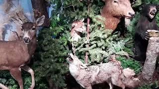 Taxidermy Animals Display - Ocean Shores, WA