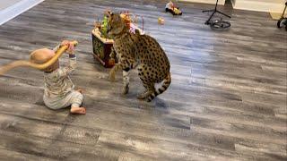 Wild Serval plays with Baby