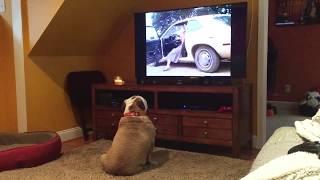 Two Bulldogs React To Horror Classic "Cujo".