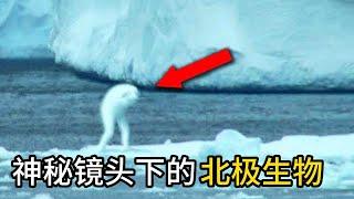 神秘镜头下的北极生物，第一名单身156年！5个不为人知的北极生物。#top #盘点 #盘点系列 #top10 #top1 #世界之最 #世界之最top #排行 #科普 #科普知识 #北极熊