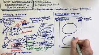 Plant biotechnology - Agrobacterium transformation